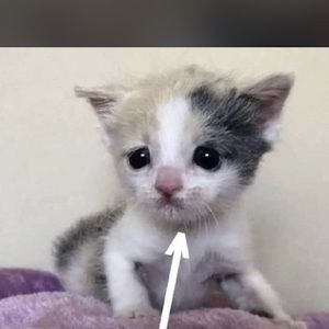 Meet your Posher, Dayli